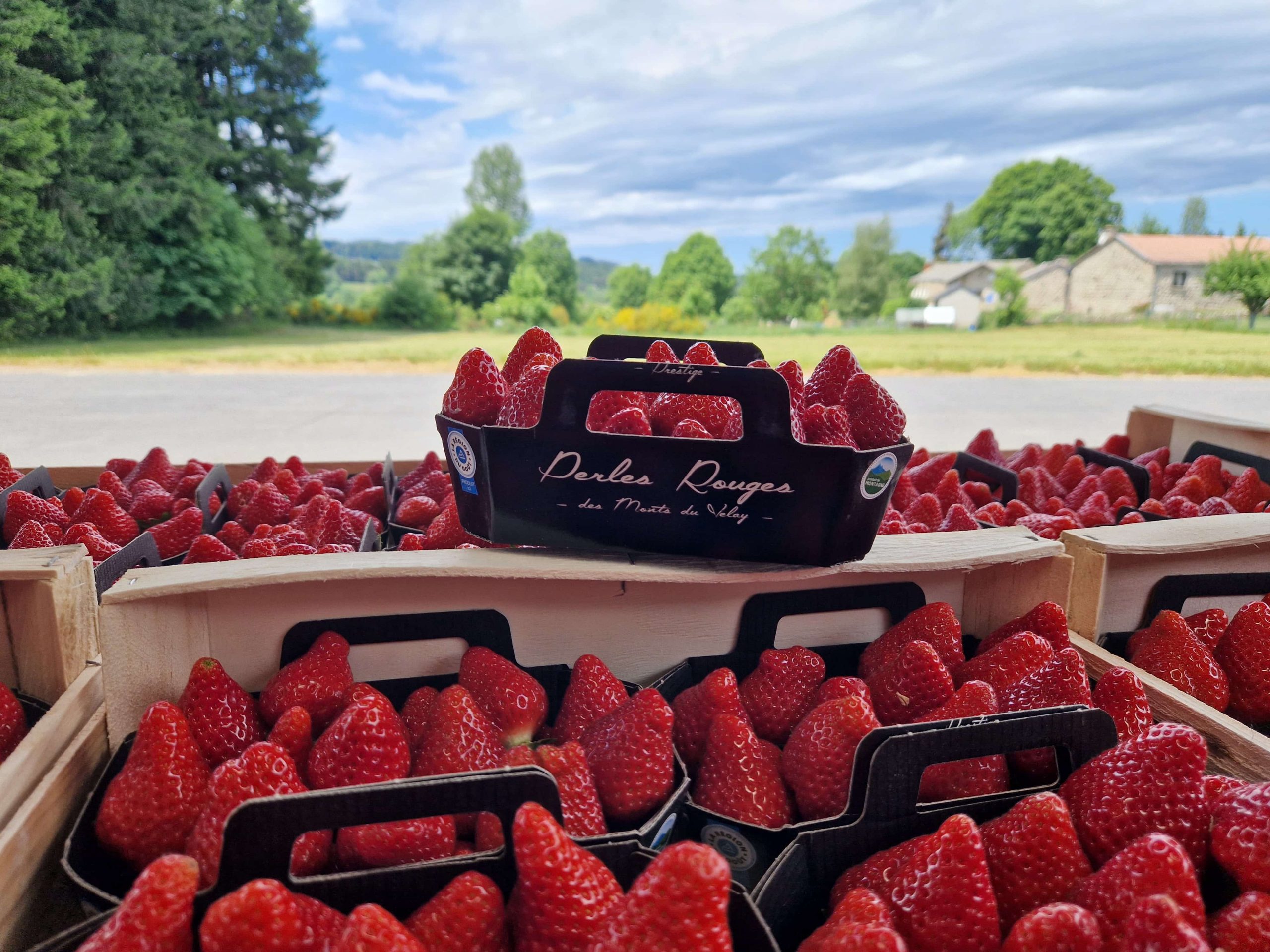 GIE-les-perles-rouges-du-velay-saint-jeures Les fraises, GIE à Saint-Jeures, exemple des perles rouges du Velay
